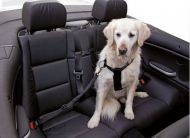 Bezpečnostní pás pro psa